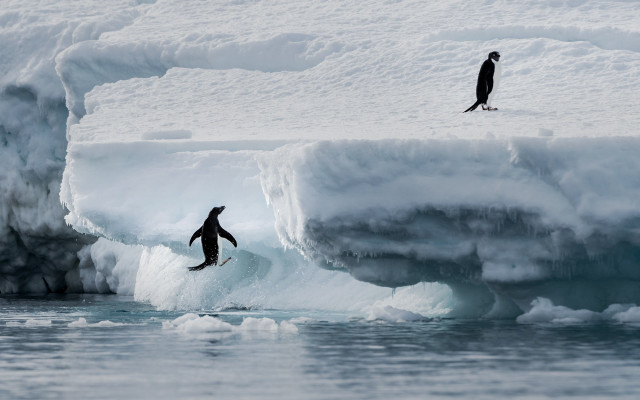 Penguin ice water background award free wallpaper - medium preview image