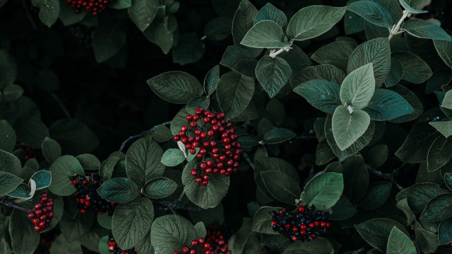 Bush berries green leaves macro free wallpaper - medium preview image
