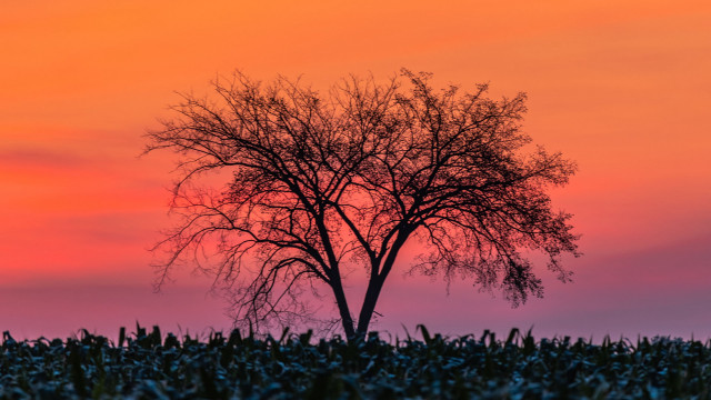Lone tree sunset pink sky free wallpaper - medium preview image