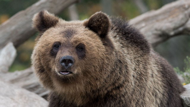 Brown bear forest rocks log free wallpaper - medium preview image
