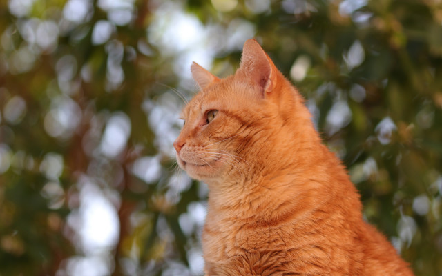Cat tree bokeh depth christmas free wallpaper - medium preview image