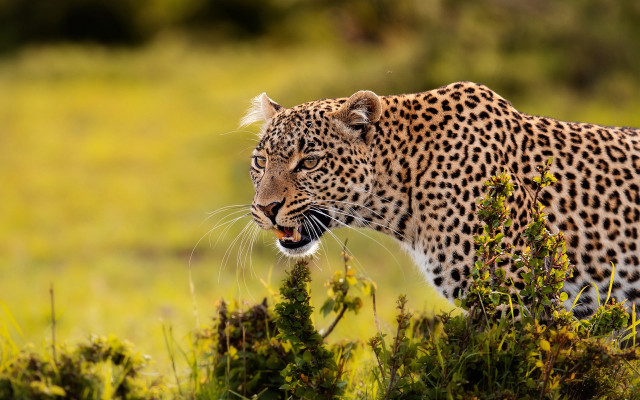 Leopard wildlife autumn camouflage openmouth free wallpaper - medium preview image