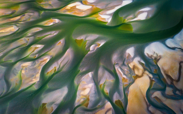 Tree green leaves sky water free wallpaper - medium preview image