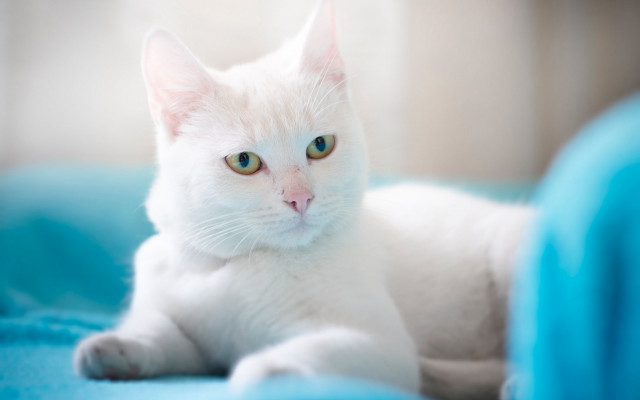 White cat blue eyes rococo #7 free wallpaper - medium preview image