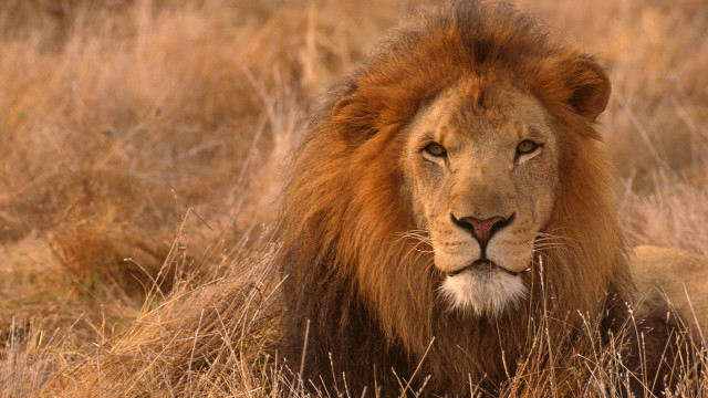 Lion drygrass openeyes mane wildlife free wallpaper - medium preview image
