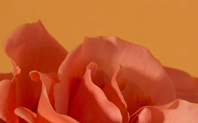 Pink rose soft focus yellow free wallpaper - medium preview image