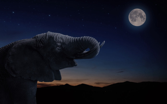 Elephant fullmoon mountains aurora fireflies free wallpaper - medium preview image