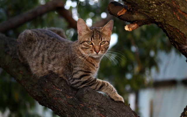 Cat branch bokeh nature blurry free wallpaper - medium preview image