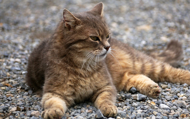 Cat sad gravel eye blurry free wallpaper - medium preview image