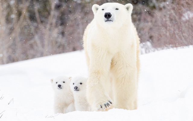 Polar bear cubs snow forest #2 free wallpaper - medium preview image
