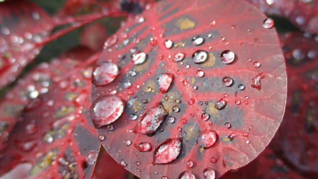 Red leaf water droplets macro #4 free wallpaper - medium preview image