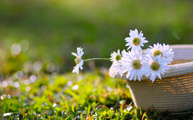 Basket daisies sunlight shoes bokeh free wallpaper - medium preview image