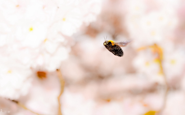 Bee flying away flower blurry free wallpaper - medium preview image