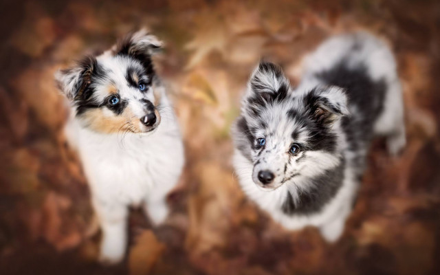 Dogs brown leaves blurry bokeh free wallpaper - medium preview image