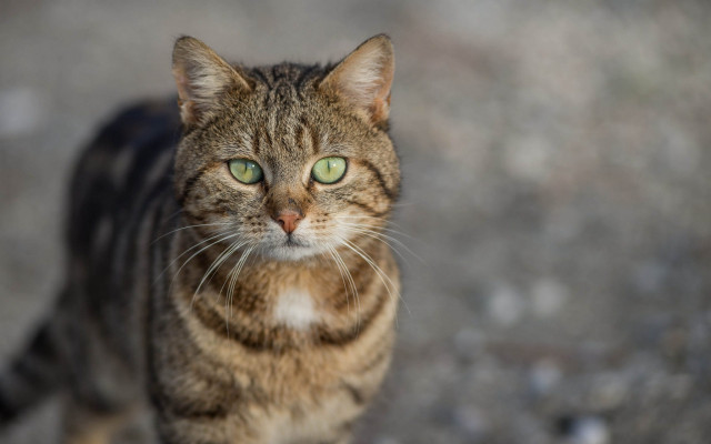 Cat green eyes walking gravel free wallpaper - medium preview image