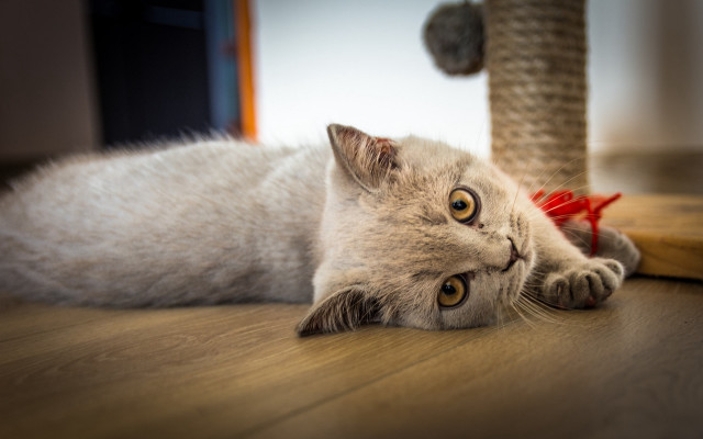 Cat scratching post toy bird free wallpaper - medium preview image