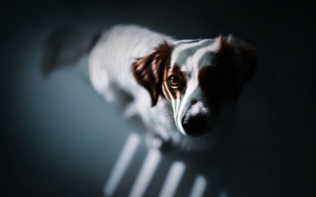 Dog sad chair tiltshift chiaroscuro free wallpaper - medium preview image