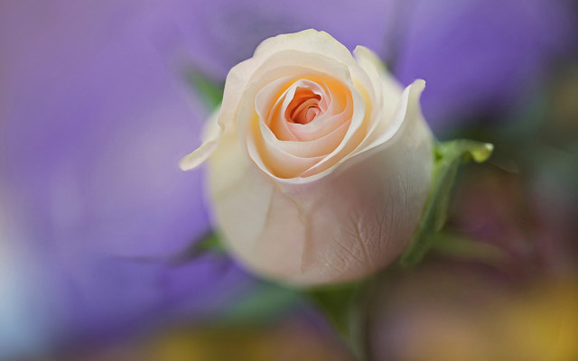White rose purple background blurry free wallpaper - medium preview image