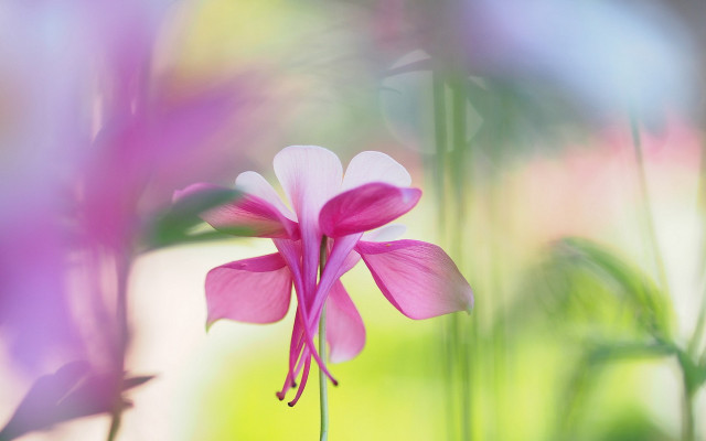 Pink flower macro art photography free wallpaper - medium preview image
