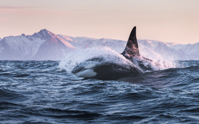 Whale mountains ocean splash beach free wallpaper - medium preview image