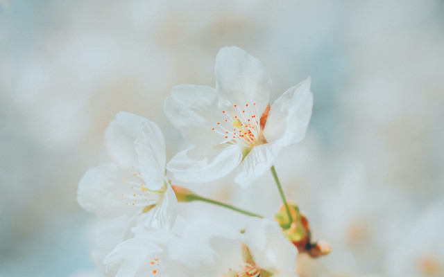 Closeup flower lily lotus white free wallpaper - medium preview image