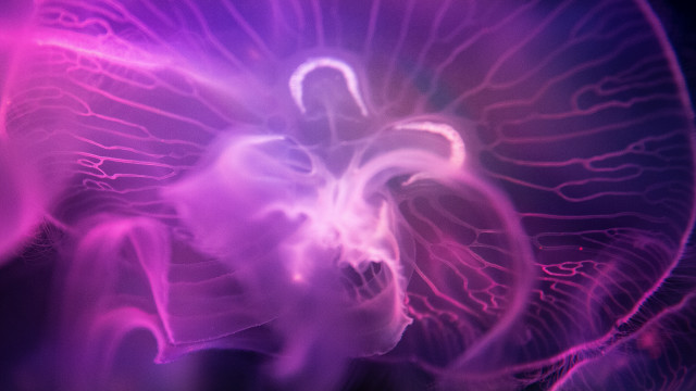 Jellyfish hologram glow purple fire free wallpaper - medium preview image