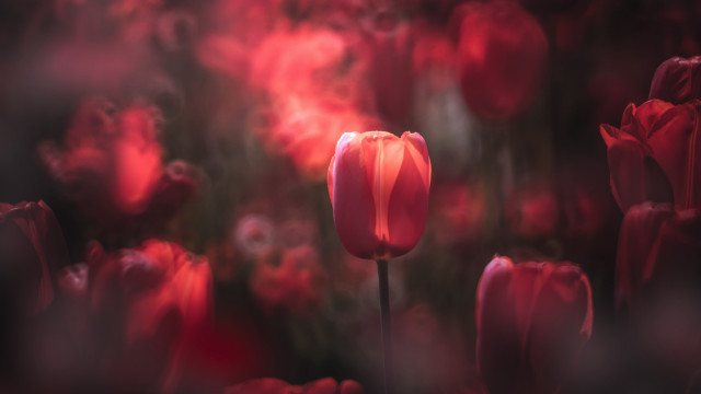 Red flower field black background free wallpaper - medium preview image