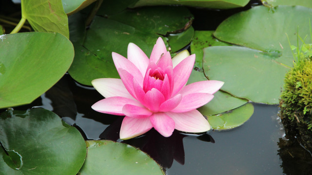 Pink flower floating pond water #2 free wallpaper - medium preview image