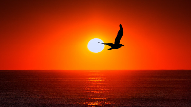Bird ocean sunset silhouette moon free wallpaper - medium preview image