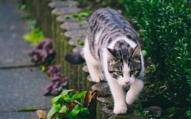 Cat wall garden road blurry free wallpaper - medium preview image
