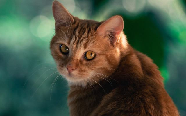 Serious cat green background blurry free wallpaper - medium preview image