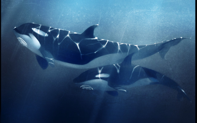 Orcas underwater blue sky galaxy free wallpaper - medium preview image