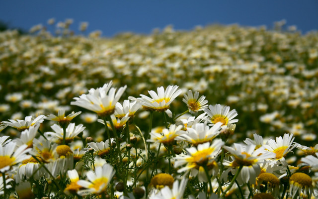 Daisy field blue sky yellow free wallpaper - medium preview image