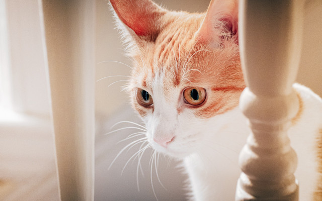 Cat looking camera chair leg free wallpaper - medium preview image