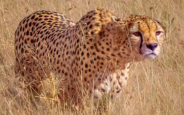 Cheetah tall grass wild outdoors free wallpaper - medium preview image