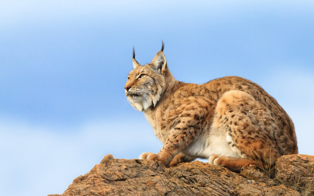 Lynx sitting rock smiling blue free wallpaper - medium preview image