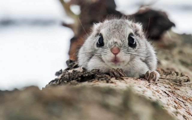 Small rodent tree trunk surprised free wallpaper - medium preview image