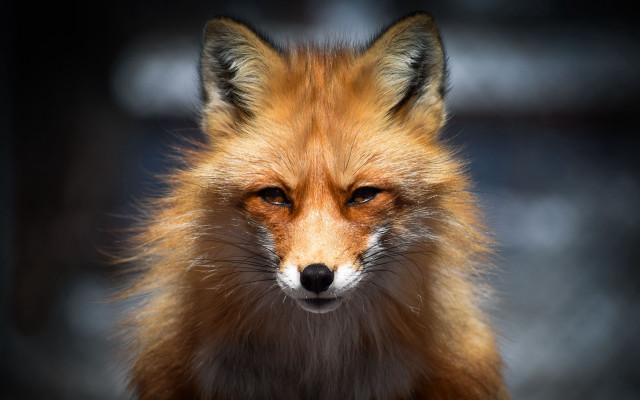 Red fox closeup black background free wallpaper - medium preview image