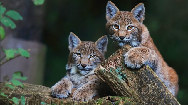 Lynx cubs tree stump curious free wallpaper - medium preview image