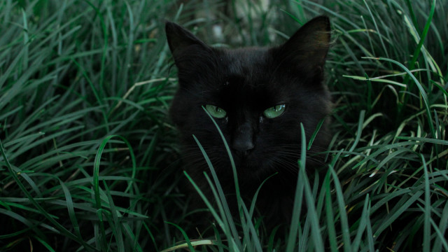 Black cat green eyes tall free wallpaper - medium preview image