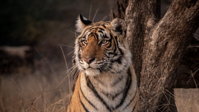 Tiger tree field drygrass wildlife free wallpaper - medium preview image