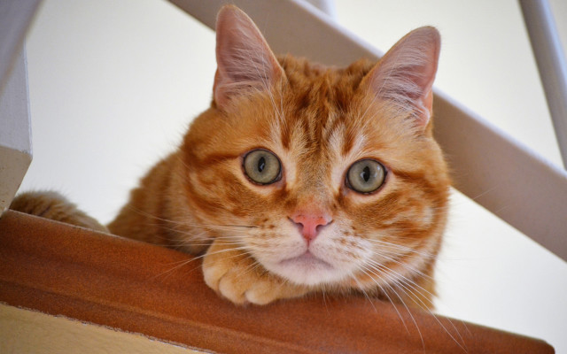 Sad cat ledge looking at free wallpaper - medium preview image