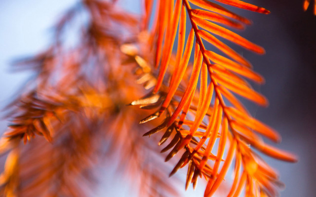 Tree branch orange leaves blue free wallpaper - medium preview image