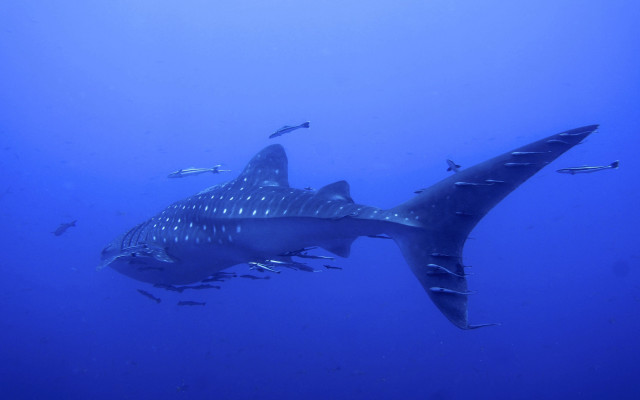 Large shark ocean fish naturism free wallpaper - medium preview image