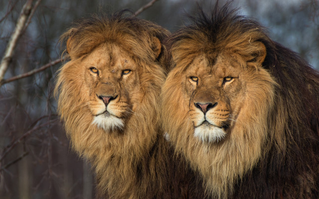 Lions forest mane wildlife photography free wallpaper - medium preview image