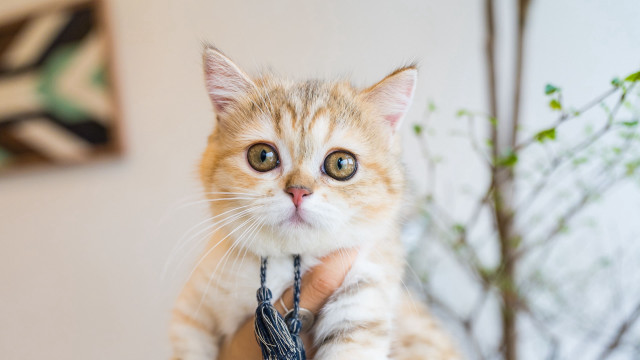Surprised cat on arm blurry free wallpaper - medium preview image