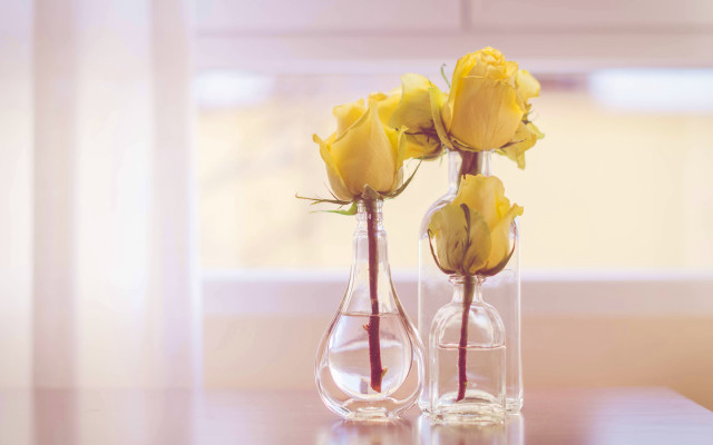 Yellow roses vases table window free wallpaper - medium preview image