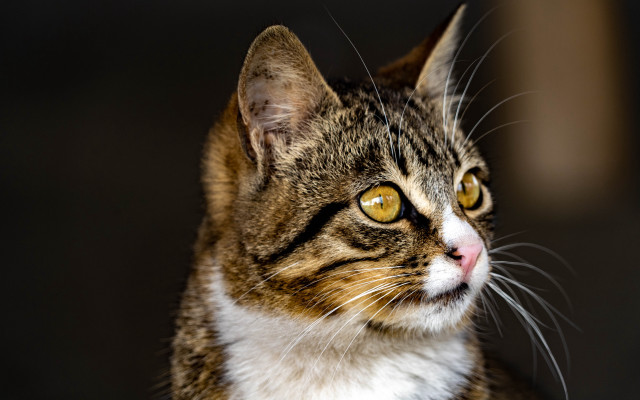 Cat yellow eyes looking distance #2 free wallpaper - medium preview image