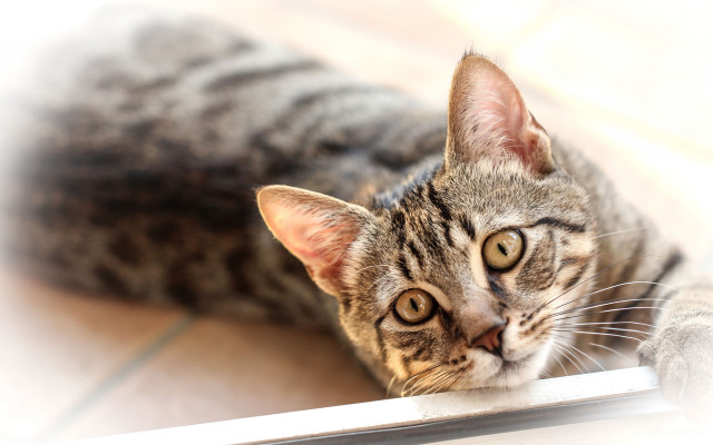 Cat blurry background jigsaw puzzle free wallpaper - medium preview image