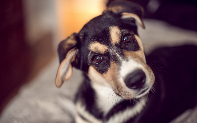 Dog sitting bed sad look free wallpaper - medium preview image